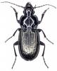 Pterostichus yvanii